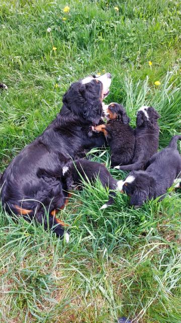 Berner Sennenhund Welpen - Rassehunde Golden Retriever - Eppingen