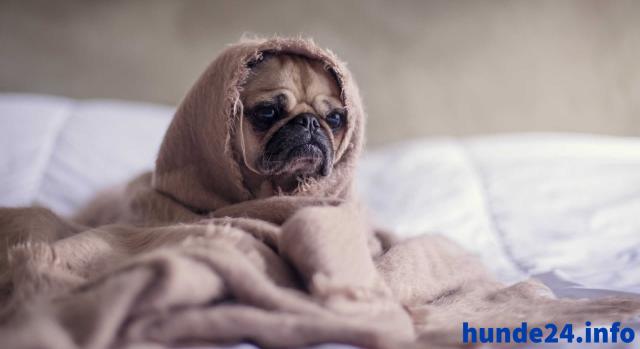 Hundekrankenversicherung: Für deinen treuen Begleiter! - Hunde Zubehoer - Berlin