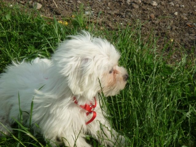 Reizende reinrassige Malteserwelpen - Rassehunde Malteser - Hainrode