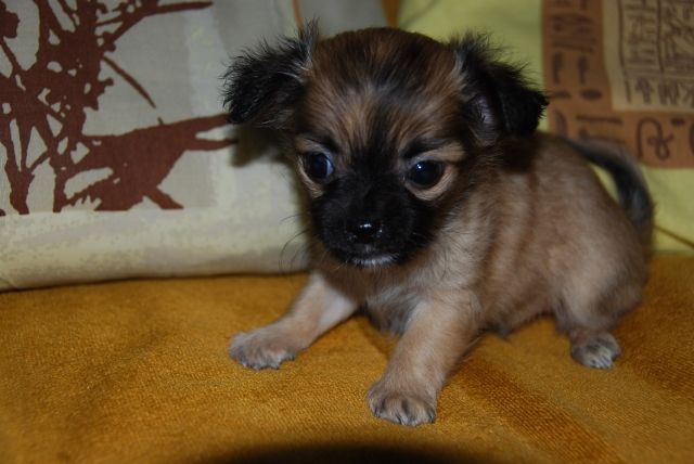 Chihuahua Welpen abzugeben | hunde-kleinanzeigen.net