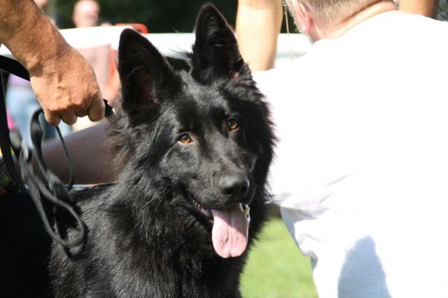 Schäferhund  Deckrüde - Deckanzeigen - Eisenhüttenstadt