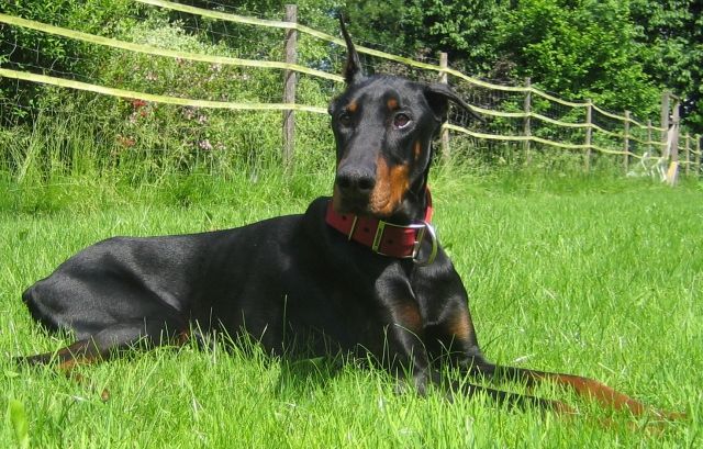 Jack geb. 01.08.2003 sucht neues Körbchen - Rassehunde Dobermann - Türkheim