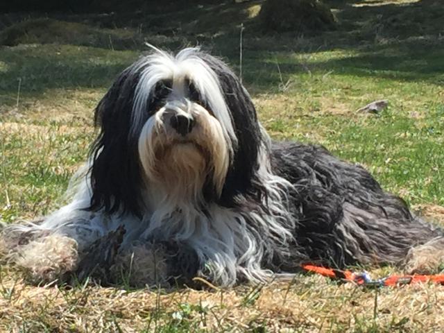 Tibet Deckrüde freie Termine  - Deckanzeigen - Halblech 