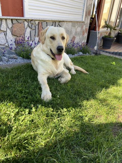 (Charly) Golden Retriever sucht Hündin zum decken  - Deckanzeigen - Schönbrunn 