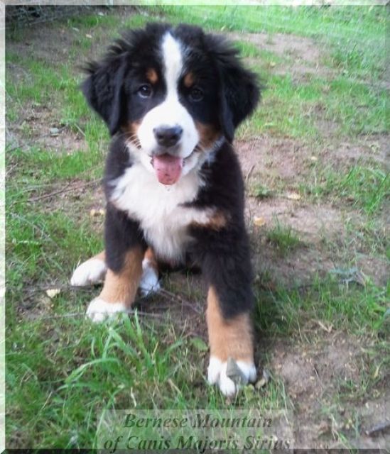  Berner Sennenwelpen - Rassehunde Bernersennen - Sachsen/Riesa