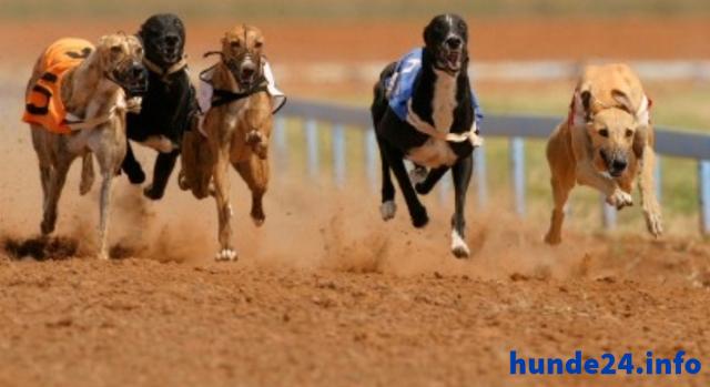 Rennhundehaftplficht – Schütze deinen schnellen Freund - Hunde Zubehoer - Berlin