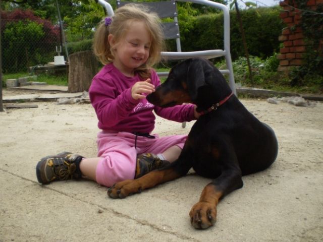 Dobermann Welpe, Hündin, 4 1/2 Monaten alte, mit FCI Stammbaum, super Charakter - Rassehunde Dobermann - CZ-Hru ka 80