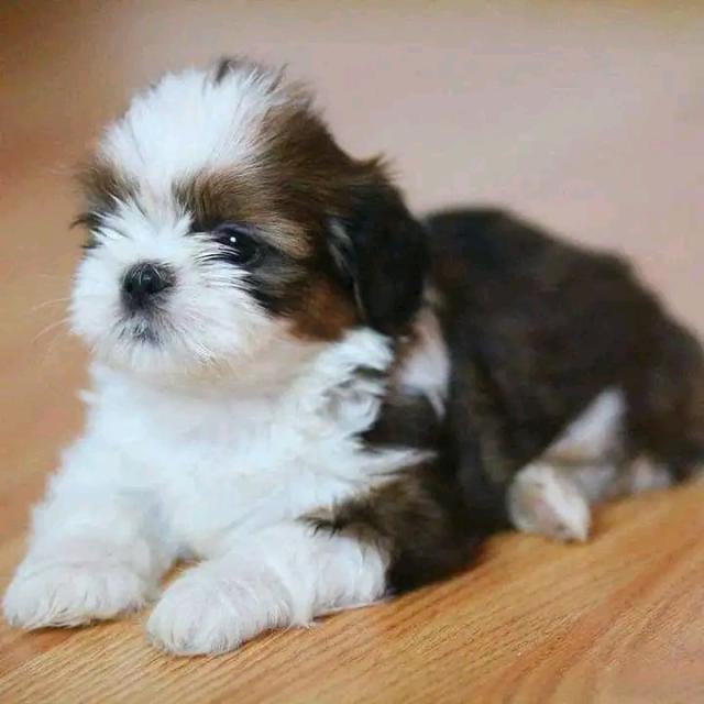 Schön kleinen Shih Tzu Welpen - Rassehunde Shih Tzu - Eschborn