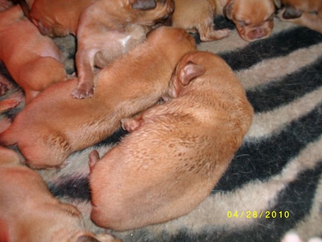 Bordeauxdoggen Welpen - Rassehunde Bulldog - Luckenwalde