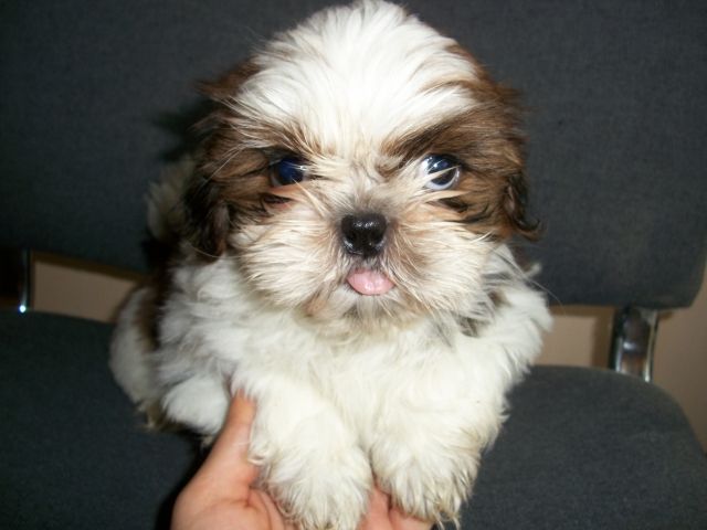 Verkaufe reinr. Shih Tzu Welpen oP - Rassehunde Shih Tzu - Trollenhagen