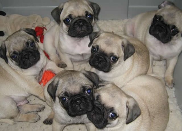 Wunderschöne Mops Welpen - Rassehunde Mops -  Ramstein-Miesenbach