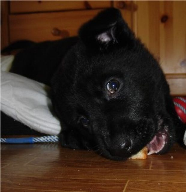 Schäferhund - Welpe (Hündin, 7 Wochen) in der seltenen Farbe Schwarz und aus D - Rassehunde Schaeferhund - Genrode