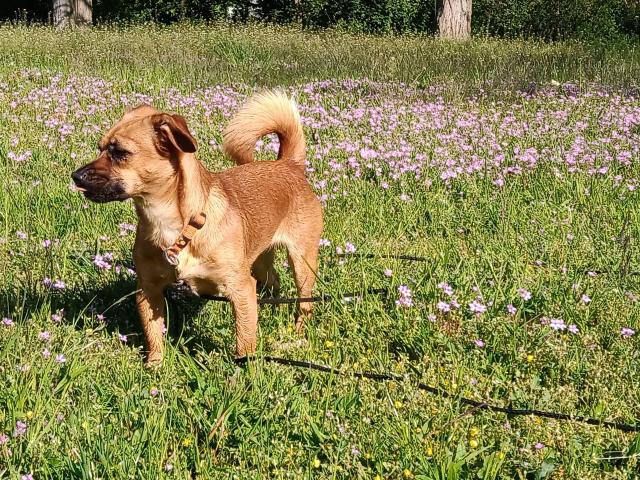 Süße kleine Hündin (5Kg) sucht ein neues Zuhause - Mischlinge - Berlin