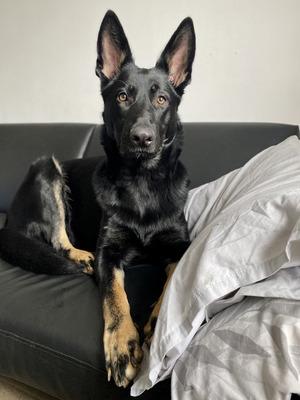 Deutscher Schäferhund online zu verkaufen - Rassehunde Schaeferhund - Berlin