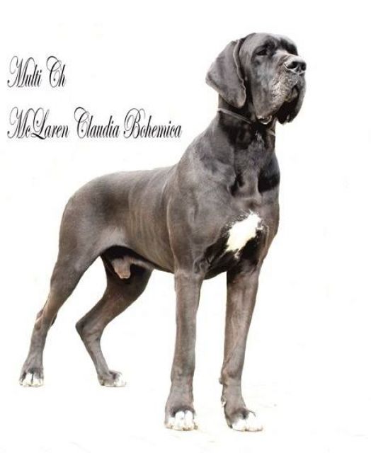 Achtung ! Die Mephistos erwarten am 25.April 2015 TOP-Welpen ! - Rassehunde Dogge - Lindenberg bei Berlin