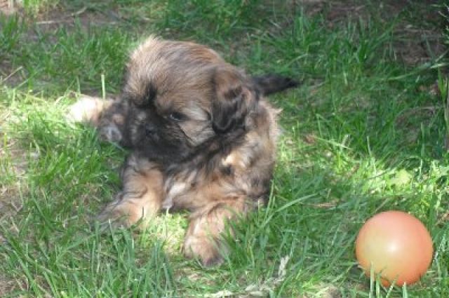 Shih tzu Welpen - Rassehunde Shih Tzu - dessau