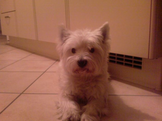 WESTIERÜDE reinrassig aber ohne Papiere sucht hübsche WESTIEDAME - Rassehunde Terrier - Göttingen