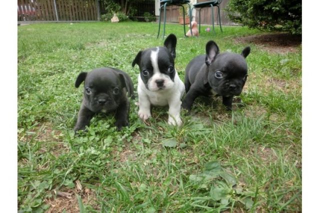 Französische Bulldog Welpen mit Papieren - Rassehunde Franzoesische Bulldogge - Berlin