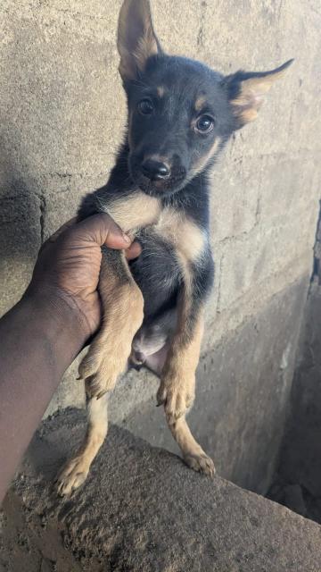 Deutsche Schäferhundwelpen zu verkaufen - Rassehunde Dogge - Flensburg