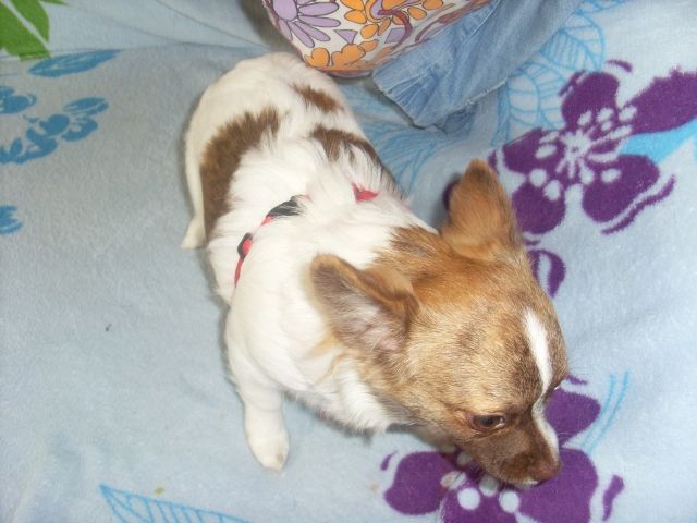 Chihuahua rüde mit guter Ahnentafel sucht neues zuhause!! - Rassehunde Chihuahua - Mechenrich