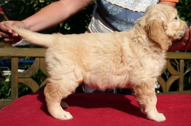 Golden Retriever Welpen! - Rassehunde Golden Retriever - Oberhausen