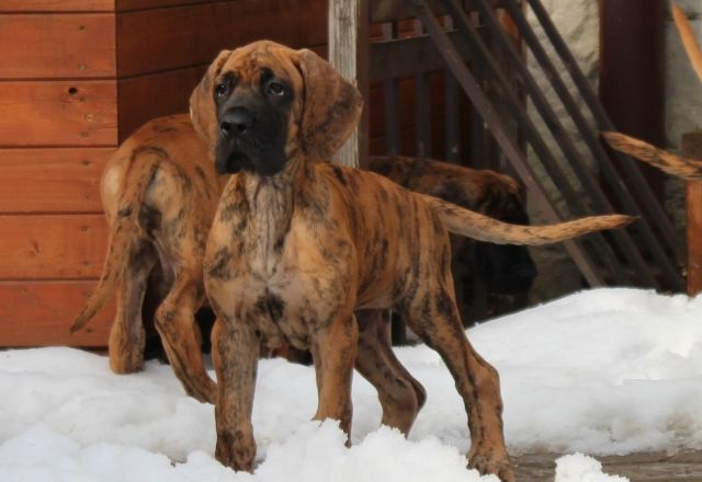 Great Dane - Puppies for Sale - Rassehunde Dogge - 68713 Brezolupy