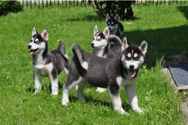 Wunderschöne reinrassige Siberian Husky Welpen - Rassehunde Husky - Düsseldorf 
