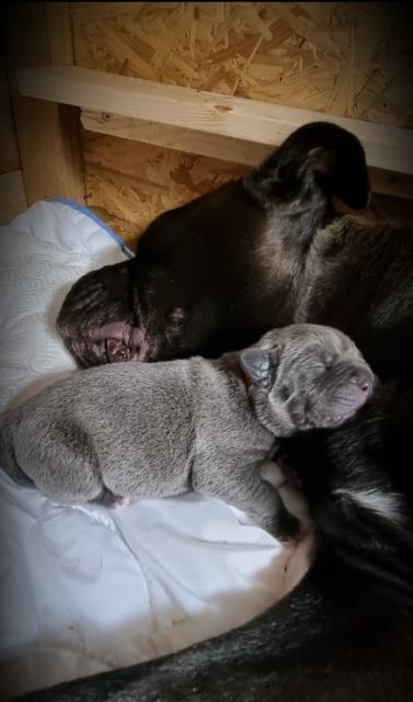 Cane Corso Welpen - Rassehunde Dogge - Lötzbeuren