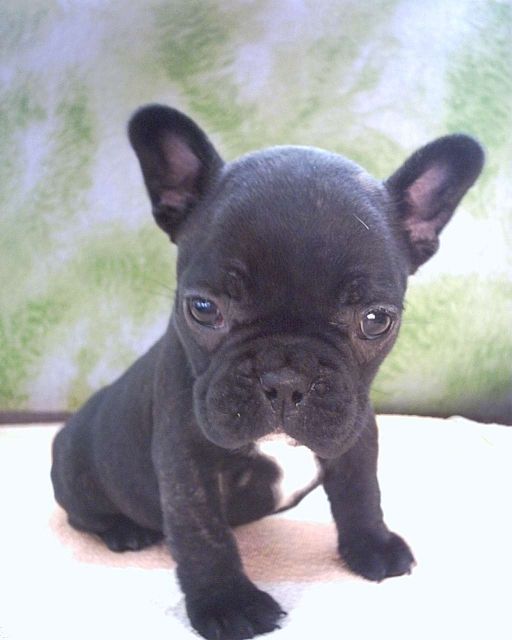 Französisch Bulldog Welpen  - Rassehunde Franzoesische Bulldogge -  Münster