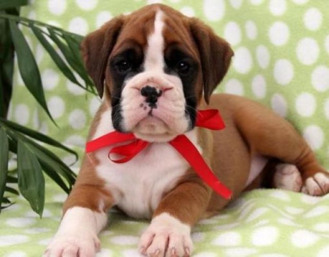 Boxer Welpen rein keine Krankheiten - Rassehunde Boxer - Zirl