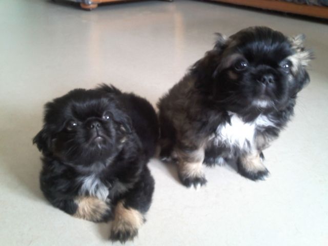 Zwei Pekinesen Welpen zu verkaufen - Rassehunde Pekinese - Veitshöchheim