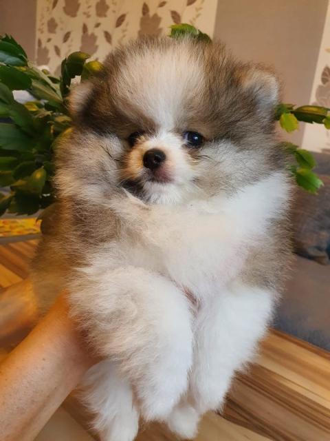 Liebevoller Pomeranian-Spitz-Welpen  - Rassehunde Spitz - Augsburg