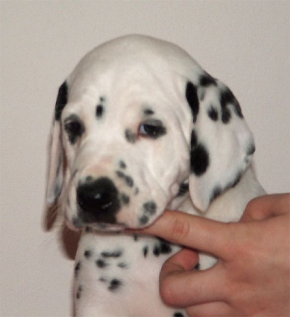 DALMATINER WELPEN - CHAMPION WURF - Rassehunde Dalmatiner - Petrinja - Kroatien