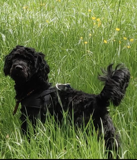 Deckrüde Portugiesischer Wasserhund - Deckanzeigen - Wetter