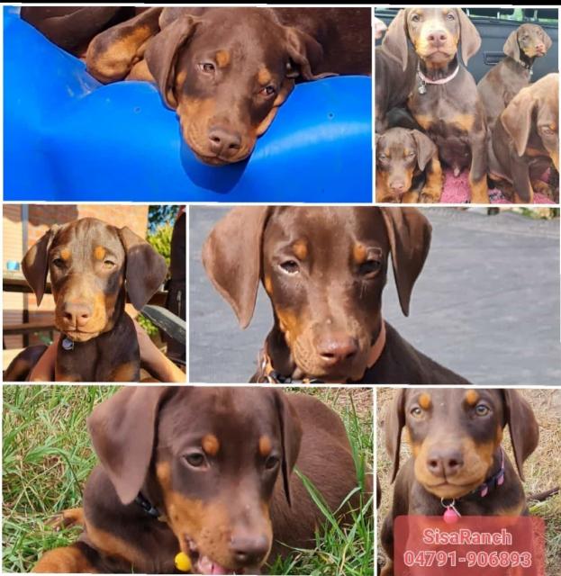 Dobermann Welpen  - Rassehunde Dobermann - Osterholz-Scharmbeck 