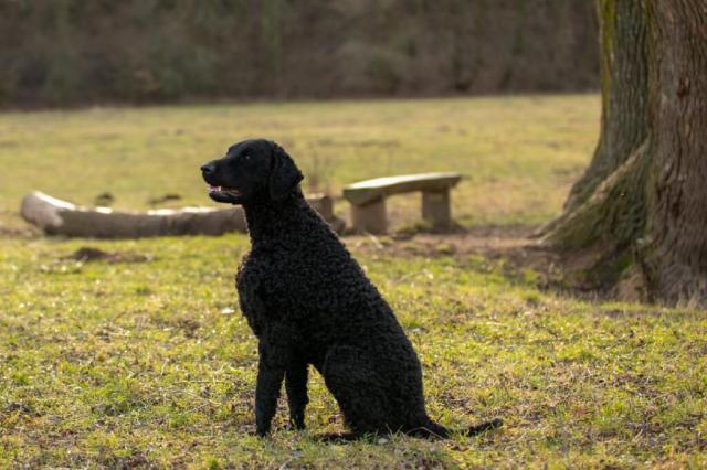 Curly Coated Retriever  zur Deckung, Welpe namelden - Deckanzeigen - Polna