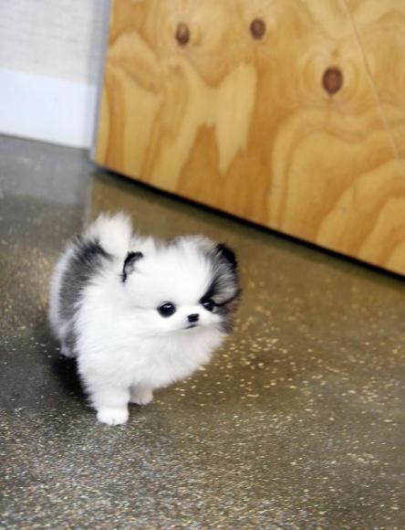 MINI Pomeranian SpitzBoo Welpe - Rassehunde Spitz - Zella-Mehlis