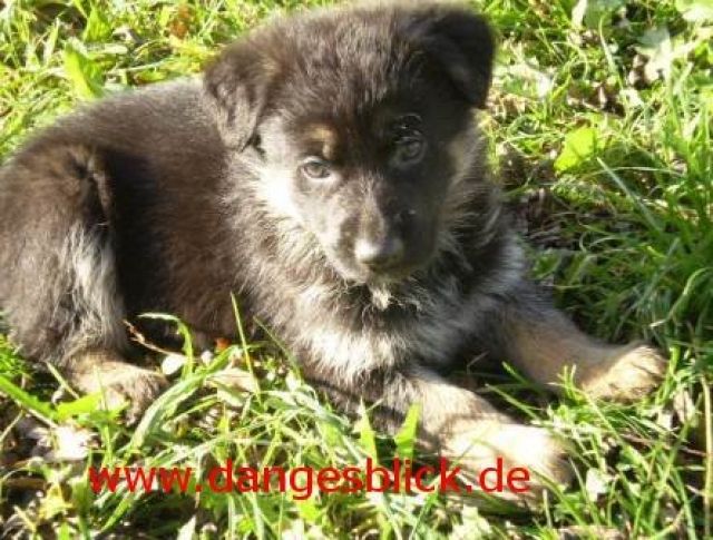 Schäferhundwelpen gesund schwarzbraun reinrassig aus super Verbindung - Rassehunde Schaeferhund - Thierstein