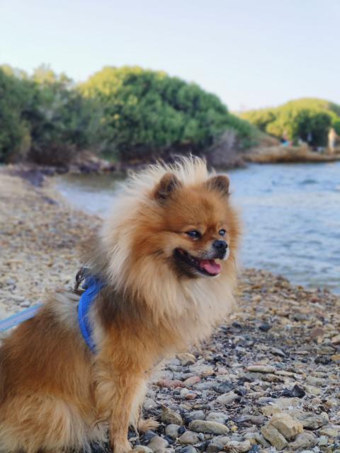 Deckrüde  - Deckanzeigen - Rimbach