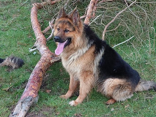 Deckrüde - Altdeutscher Schäferhund - Rassehunde Schaeferhund - Bleicherode/Obergebra 