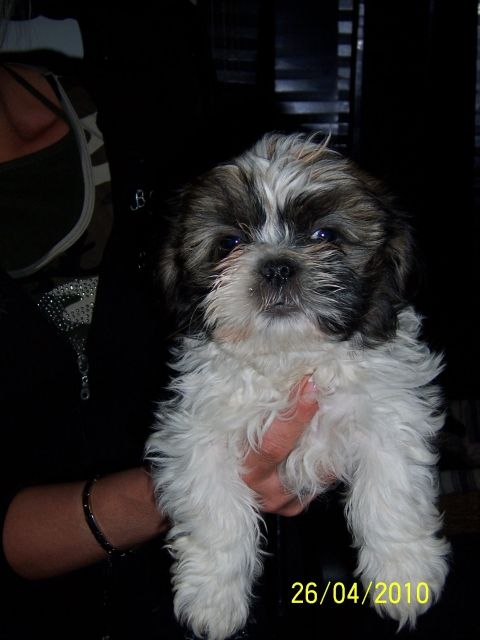 Zuckersüße Shih Tzu Welpen reinrassig o. Papiere - Rassehunde Shih Tzu - Pabstorf