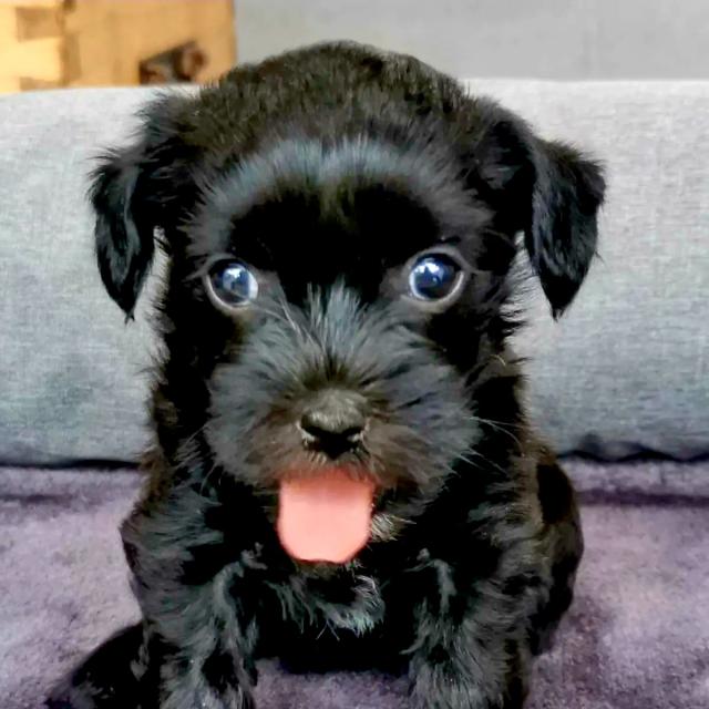 Schwarz Yorkshire Terrier Steel Blue Welpen - Rassehunde Terrier - Hofgeismar