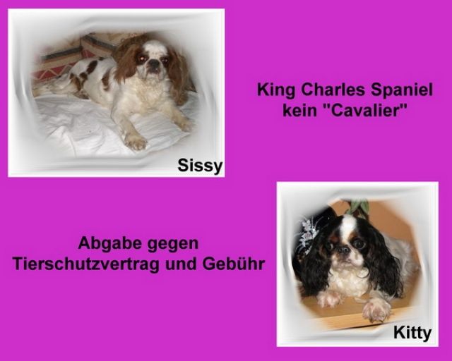 ZWEI KING CHARLES SPANIEL - Rassehunde Spaniel - gießen