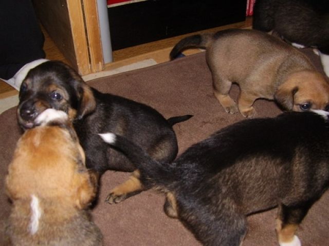 Super süsse Endlebucher- Jack Russel Mix Welpen - Mischlinge - Lieberose