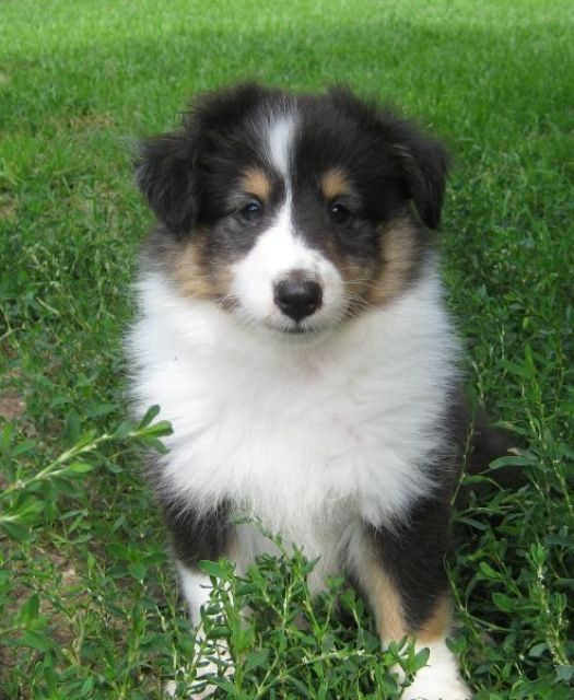 Sheltiewelpen zu verkaufen - Rassehunde Sheltie - Katemin
