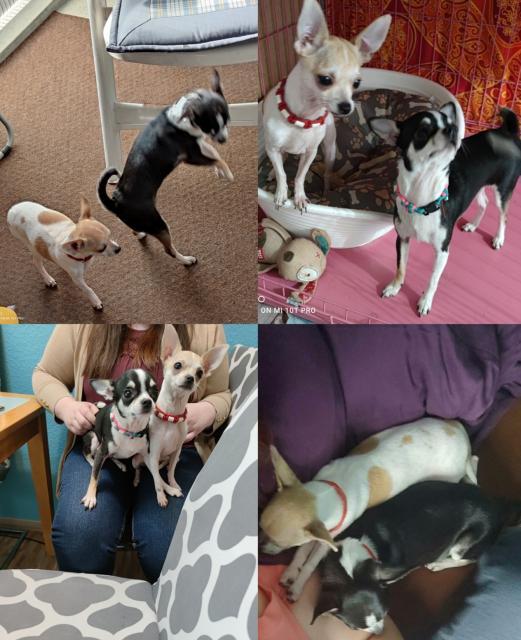 2 zauberhafte Chihuahua Weibchen - Rassehunde Chihuahua - Neuss