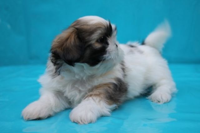 Shih-Tzu-Welpe (Rüde)  - Rassehunde Shih Tzu - 60311 Frankfurt