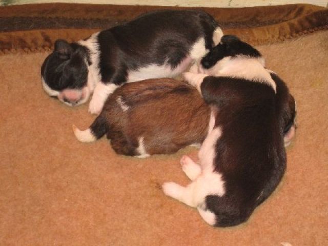 5 niedliche Shih Tzu Welpen suchen ein neues Zuhause  - Rassehunde Shih Tzu - Uetze