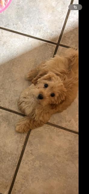 Maltipoo Welpe (Rüdin) 12 Wochen Beige  - Mischlinge - Willich