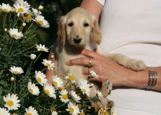 Afghanischer Windhund - Rassehunde Windhund - Pforzheim
